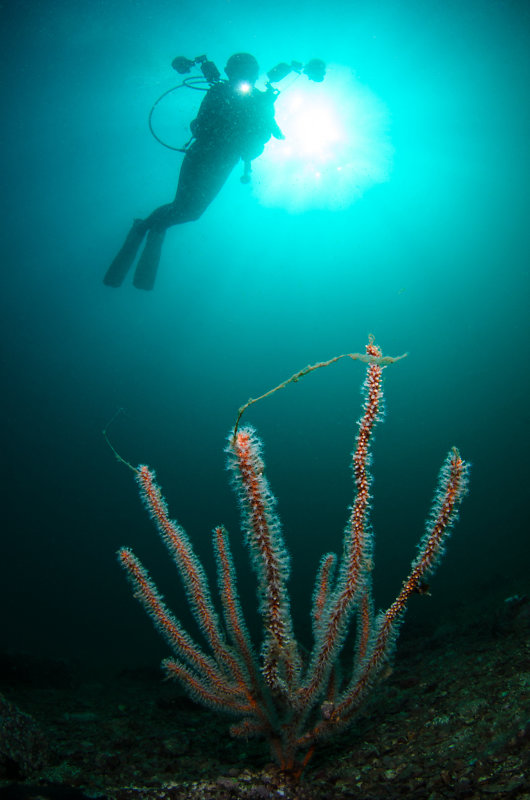 Whippy Gorgonian