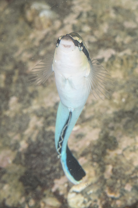 一睇個嘴就知你係假嘅醫生魚啦