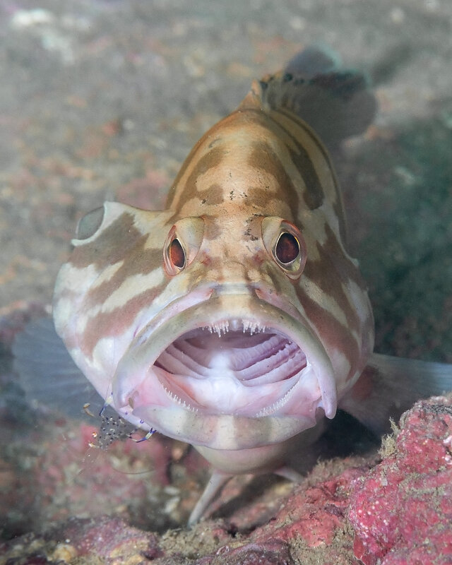 Yawning Grouper