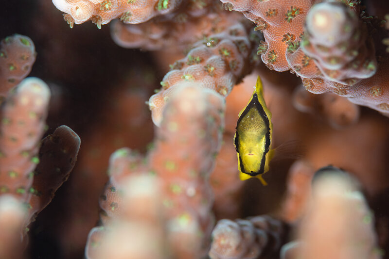 Baby Mirror Butterflyfish